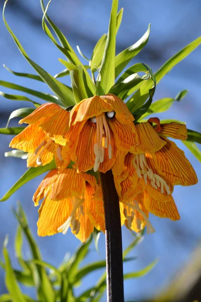 Fritillaria Imperialis También Conocida Como Lirio Piña —  Fotos de Stock
