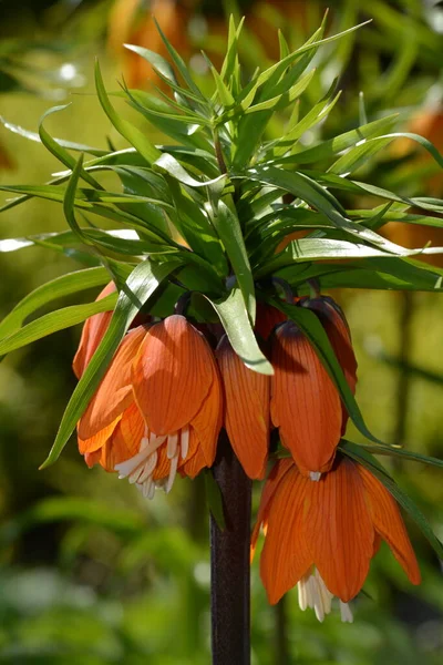 Fritillaria Imperialis Ook Bekend Als Ananas Lelie — Stockfoto