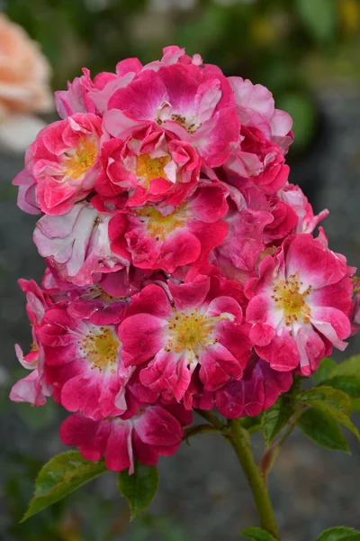 Krásné Růžové Bílé Hybridní Růže Clusteru — Stock fotografie