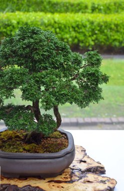 Küçük yeşil bonsai ağacı sergileniyor
