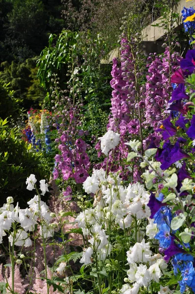 Barevné Delfinium Květinová Zahrada — Stock fotografie