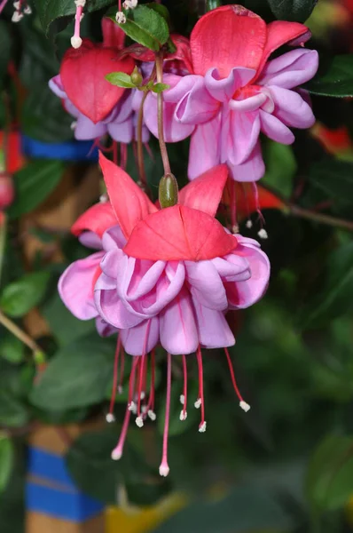 Ροζ Fuschia Λουλούδι Ομορφιά — Φωτογραφία Αρχείου