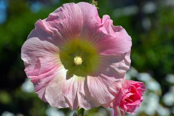 Hermosa Flor Hollyhock Rosa — Foto de Stock