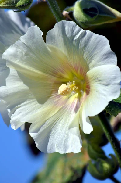 Zblízka Krásné Bílé Hollyhock Květiny — Stock fotografie