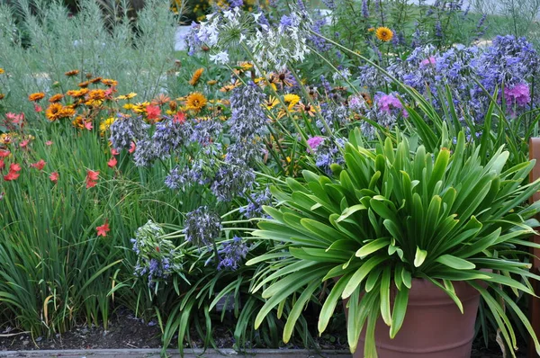 Renkli Yaz Bahçe — Stok fotoğraf