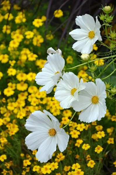 Schöne Weiße Kosmos Blumen — Stockfoto