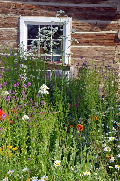 Красочный Летний Цветочный Сад Перед Окном Салона — стоковое фото