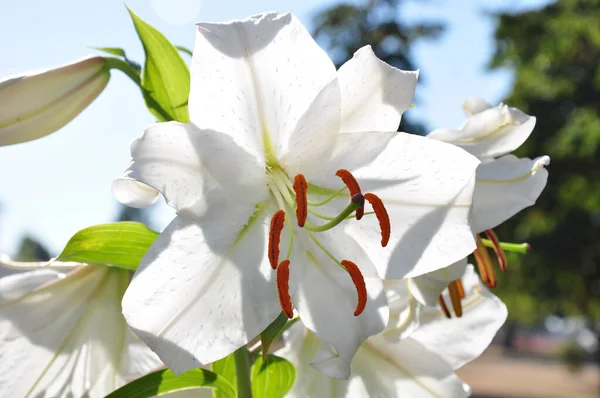 Close Lovely White Lily Sunlight Stock Picture