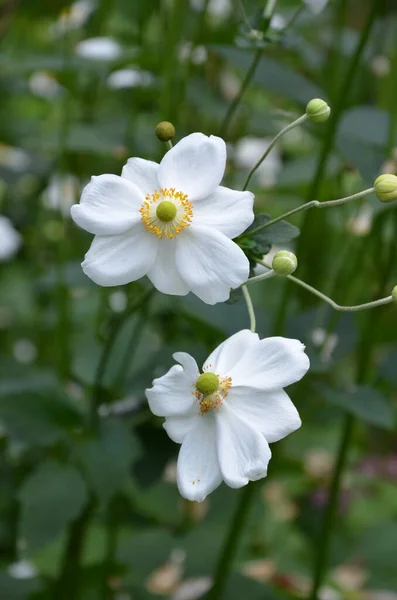 Bonito Branco Japonês Anomne Flores — Fotografia de Stock