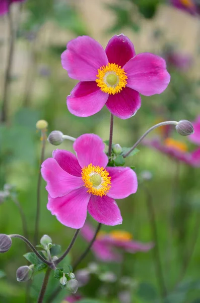 Pink Japanese Anemone Flowers Bloom — Stock Photo, Image