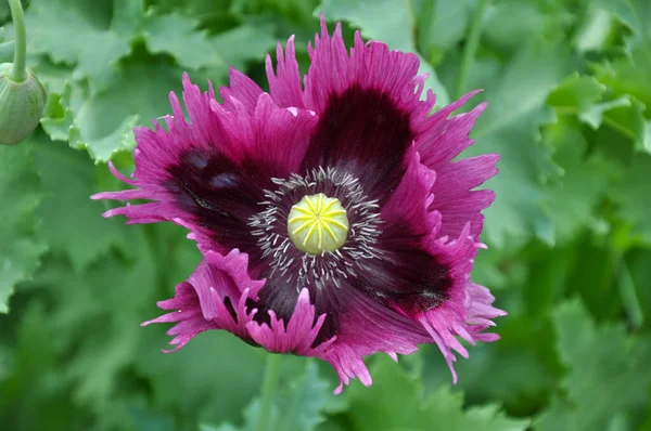 关闭美丽的紫色罂粟花朵盛开 — 图库照片