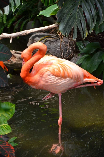 Prachtige Flamingo Één Been Het Water Stockfoto