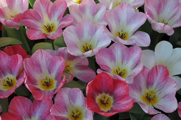 Hermosos Tulipanes Rayas Rosadas Blancas Primavera —  Fotos de Stock