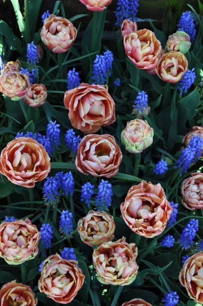 ピンクの春のチューリップと青いムスカリの花 ストック画像
