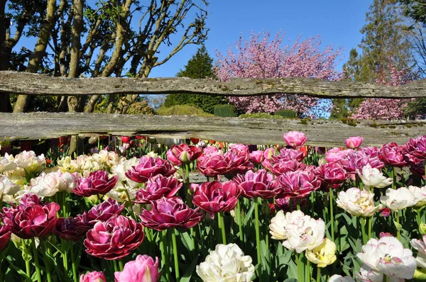 Mooie Roze Lente Tulpen Naast Oud Houten Hek Stockfoto