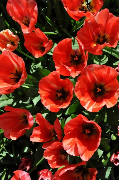 満開の美しい赤い春のチューリップの終わり ロイヤリティフリーのストック写真