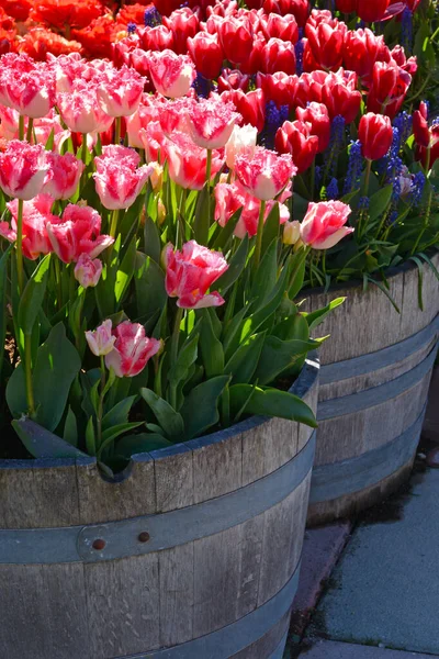 Belles Tulipes Ensoleillées Dans Des Jardinières Baril Bois — Photo