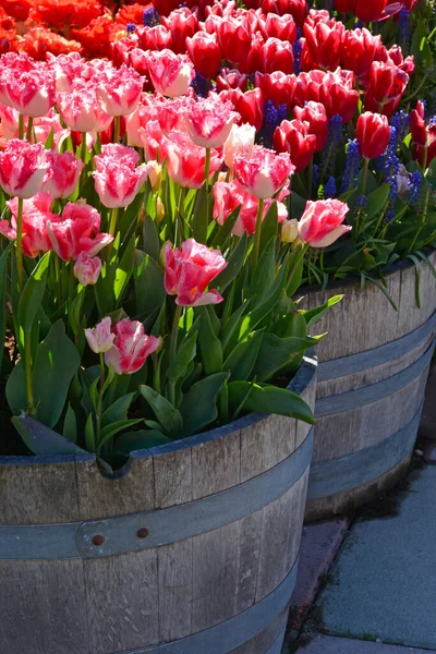 Prachtige Zonnige Tulpen Houten Vatplantenbakken Stockfoto