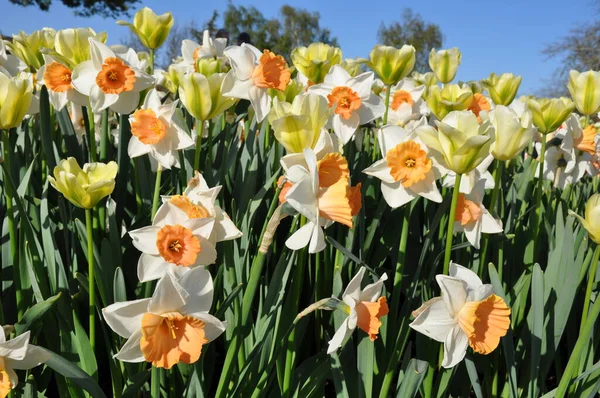 Beautiful White Yellow Daffodils Sunshine — Stock Photo, Image