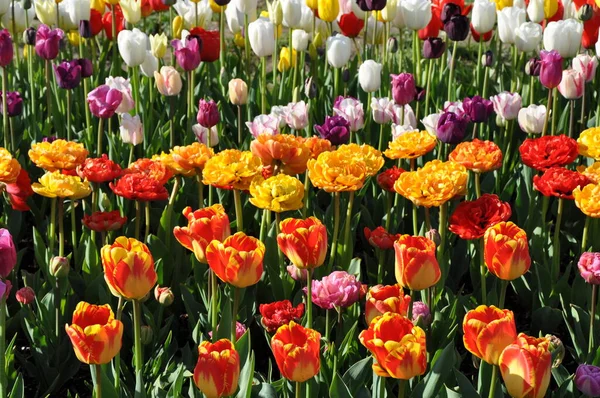 Ogród Wypełniony Kolorowymi Wiosennymi Tulipanami — Zdjęcie stockowe