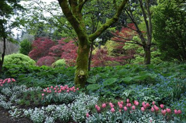 Parkta çiçek açan güzel bir poz.