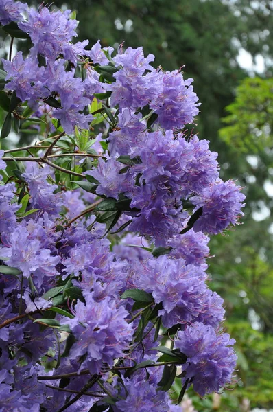 Hermosa Planta Rododendro Púrpura Primavera Imágenes De Stock Sin Royalties Gratis