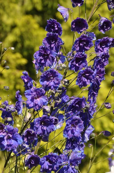 Beautiful Purple Delphinium Flowers Stock Image