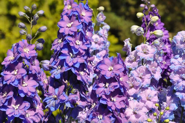 Güzel Pembe Mor Delinyum Çiçekleri Telifsiz Stok Fotoğraflar