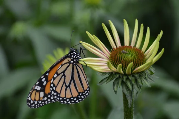 Hermosa Mariposa Monarca Aferrándose Flor Amarilla Imagen De Stock
