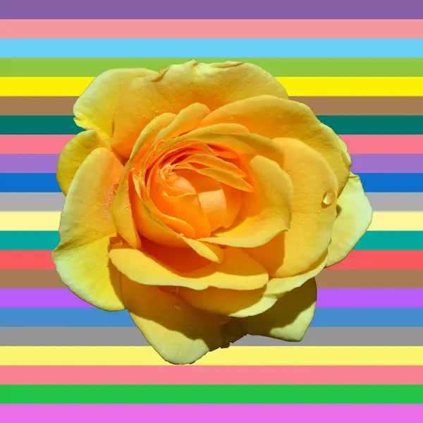 虹の背景に美しい黄色いバラ ロイヤリティフリーのストック画像