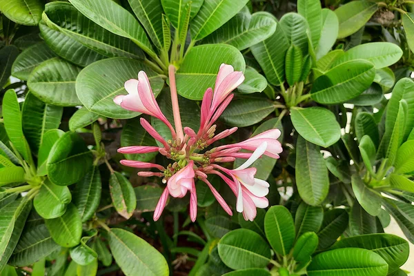 Στενότερη Άποψη Των Παχιών Πράσινα Φύλλα Και Ροζ Μπουμπούκια Λουλούδια — Φωτογραφία Αρχείου