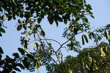 Cluster of green leaves viewed against blue sky
