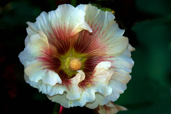 Vista Superior Alcea Rosea Hollyhock Flor Polen Republic Day Flower —  Fotos de Stock