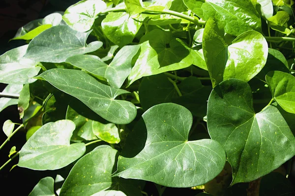 Zicht Zonovergoten Hartvormige Groene Bladeren Van Amrutha Balli Gelatine Indiase — Stockfoto