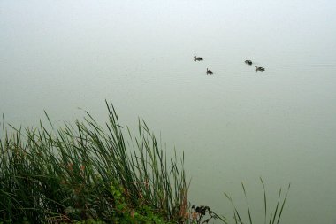 Suda süzülen dört kuğu ve göl kıyısında yeşil çimen tabakasının görüntüsü