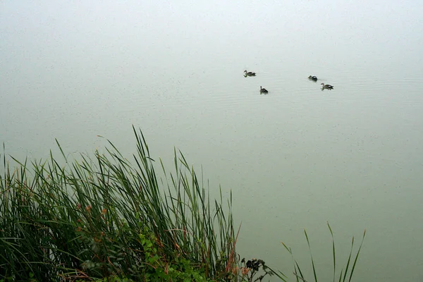 Vista Quatro Cisnes Deslizando Água Folha Grama Verde Banco Lagoa — Fotografia de Stock