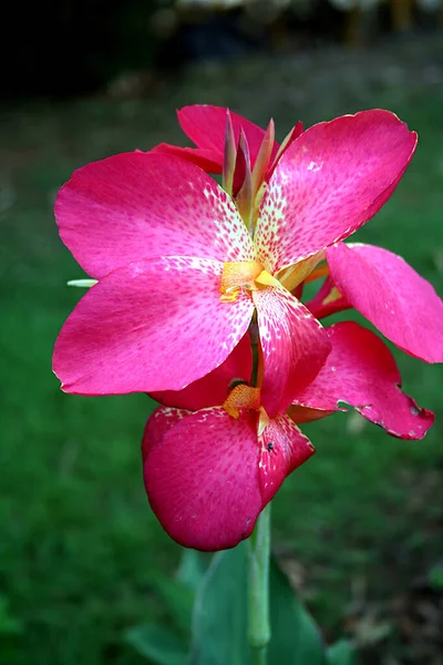 Vista Más Cercana Flor Canna Indica Color Rosa Jardín — Foto de Stock