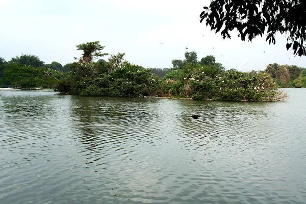 Vista Isla Con Aves Anidando Árboles Río Kavery Ranganathittu Bird — Foto de Stock