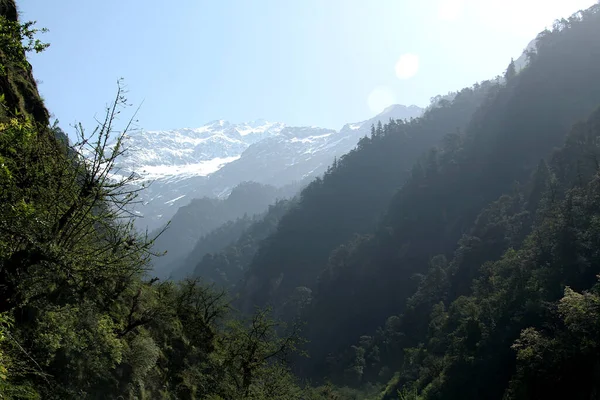 Önplanda Yeşil Kalın Ağaç Dağları Arka Planda Yamunothri Uttarakhand Hindistan — Stok fotoğraf