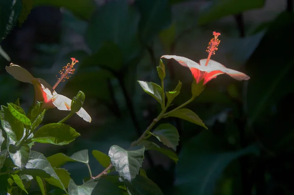 Vue Des Brindilles Fleurs Hibiscus Bourgeon Aux Feuilles Vertes — Photo