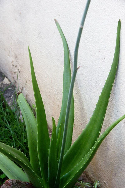View Green Thorny Juicy Aloe Vera Plant — Stock Photo, Image
