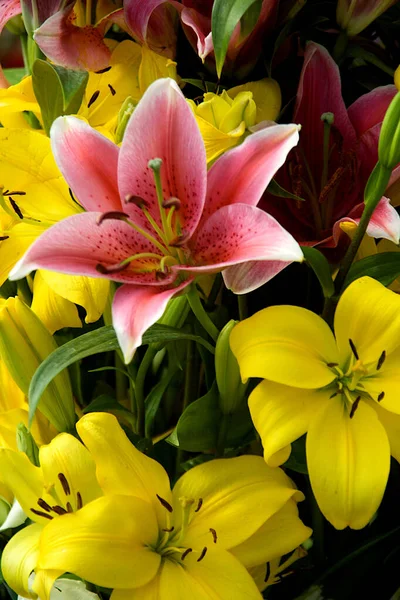 在印度班加鲁市拉尔巴格举行的共和国日花展上展示粉色和黄色东方百合花 — 图库照片