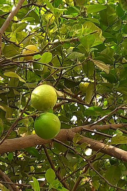 Yeşil yapraklı ağaç manzarası ve üç sarı ve yeşil meyve