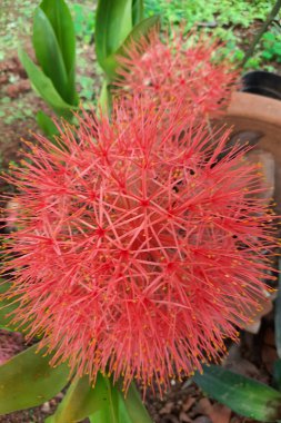 Hindistan 'da Kan Zambağı olarak bilinen Scadoscus multiflorus' un yakın çekimi parlak renkli çiçekleri için süs bitkisi olarak yetiştirilir.