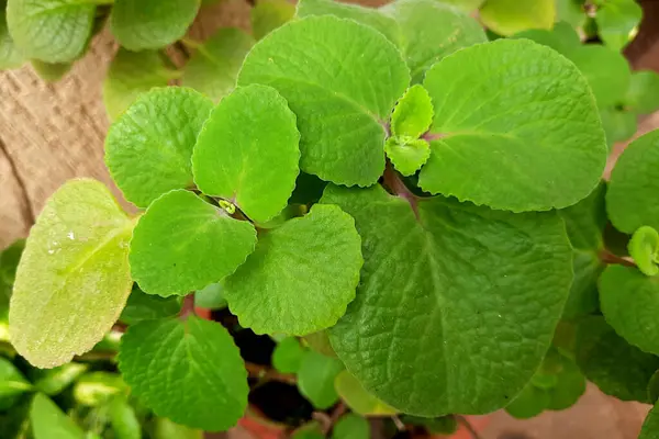 stock image View of green, thick ajwain leaves having antibactiraial, antifungal and other medicinal properties