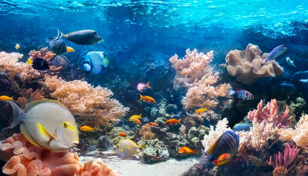 水下世界的生活 五彩斑斓的热带鱼珊瑚礁里的动物生态系统 水下全景视图 — 图库照片