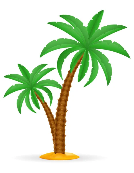 Palm Tree Tropikalny Wektor Ilustracja Białym Tle — Wektor stockowy