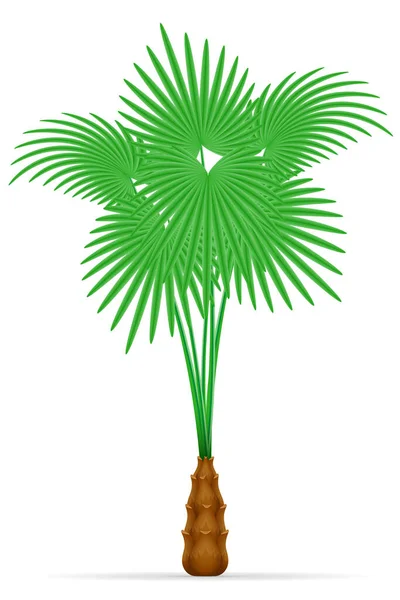 Palme Tropischen Bestand Vektor Illustration Isoliert Auf Weißem Hintergrund — Stockvektor