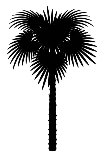 Palm Tree Svart Kontur Siluett Lager Vektorillustration Isolerade Vit Bakgrund — Stock vektor