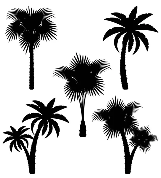 Palmowe Drzewo Czarną Obwódką Sylwetka Wektor Ilustracja Białym Tle — Wektor stockowy
